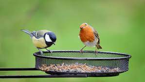 Garden Bird Seed