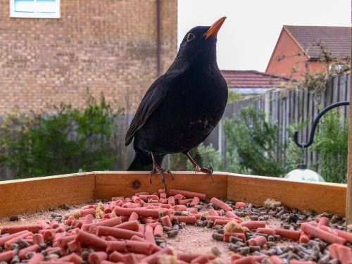 Pellets, Fat Balls and Suet